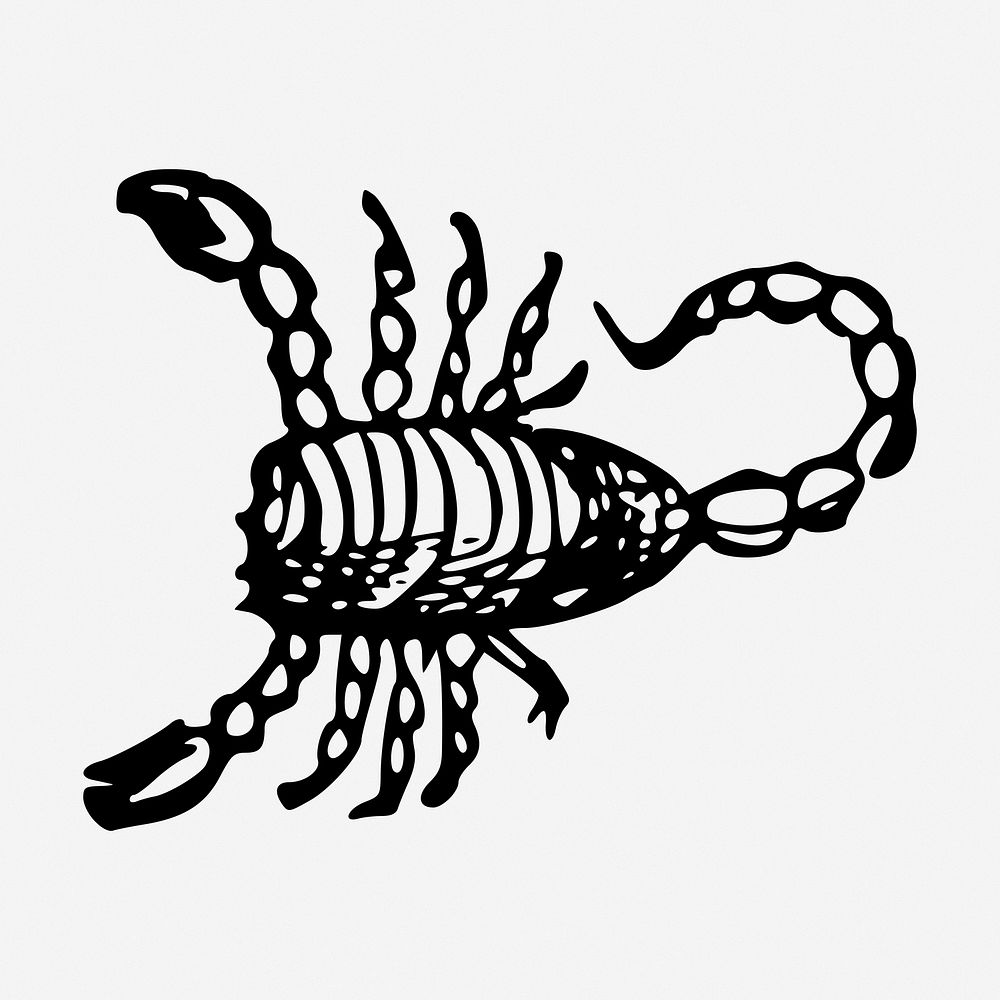 Scorpion drawing, illustration. Free public domain CC0 image.