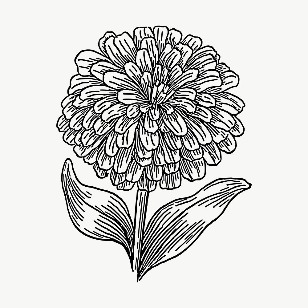 Zinnia flower drawing, illustration vector. Free public domain CC0 image.