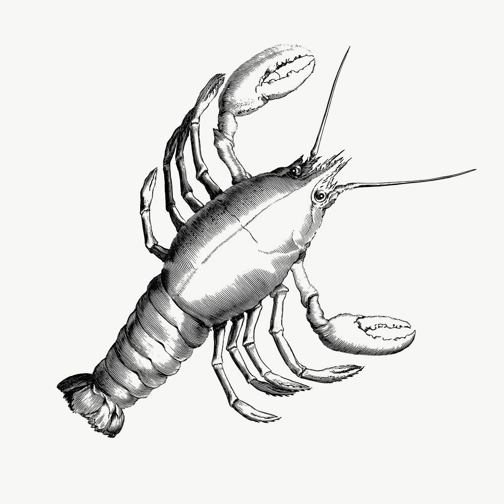 Lobster drawing, illustration vector. Free public domain CC0 image.