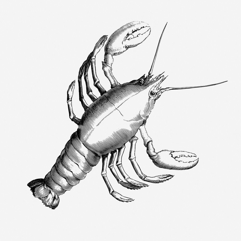 Lobster drawing, illustration. Free public domain CC0 image.