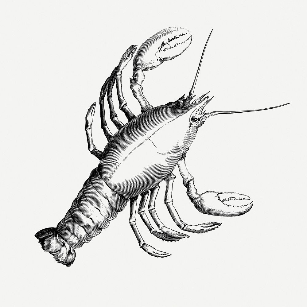 Lobster drawing, illustration psd. Free public domain CC0 image.