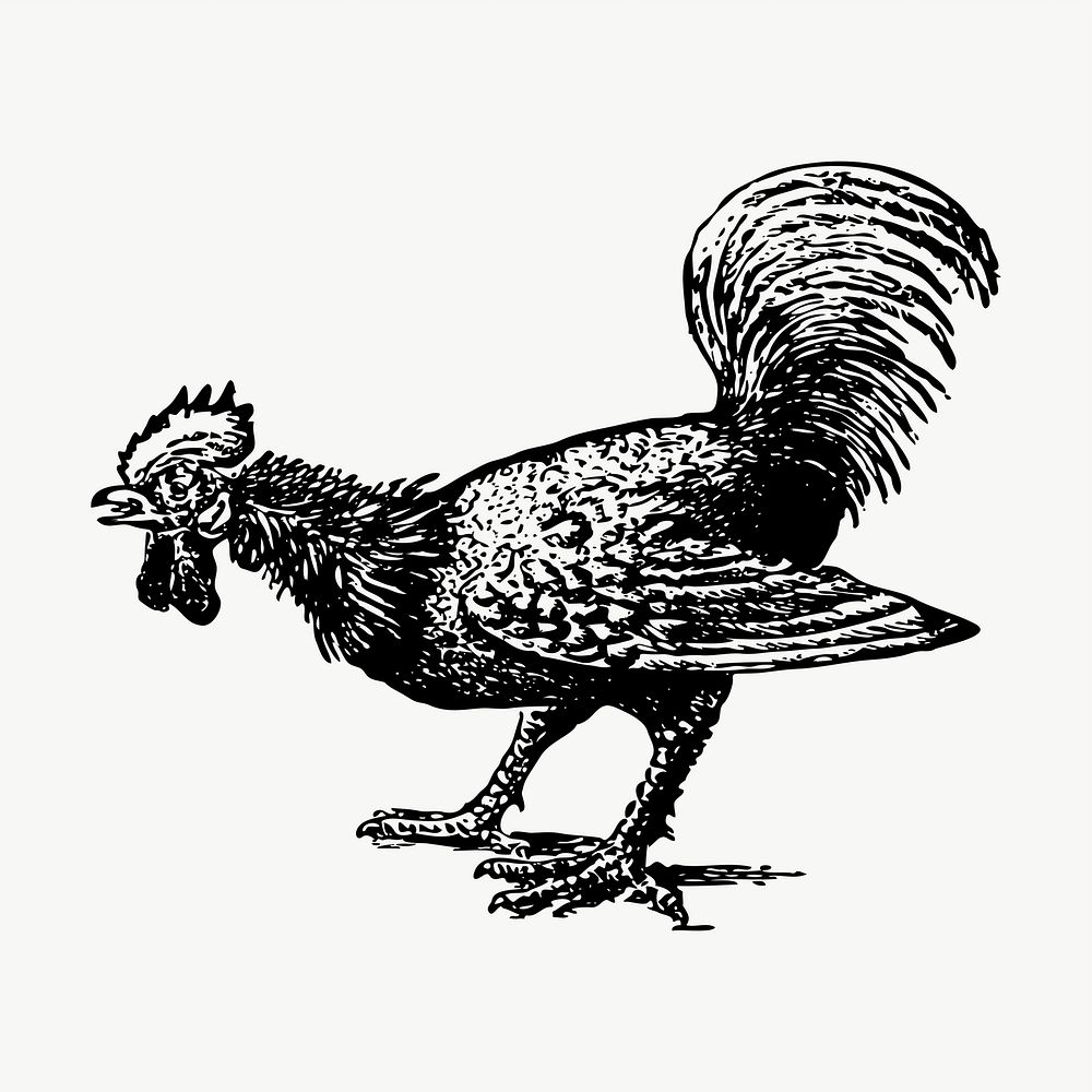 Rooster, chicken drawing, illustration vector. Free public domain CC0 image.
