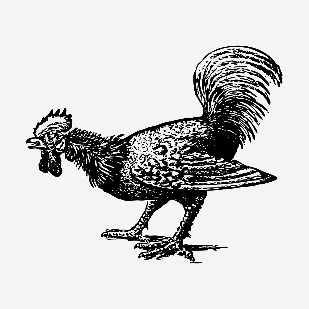 Rooster, chicken drawing, illustration. Free public domain CC0 image.