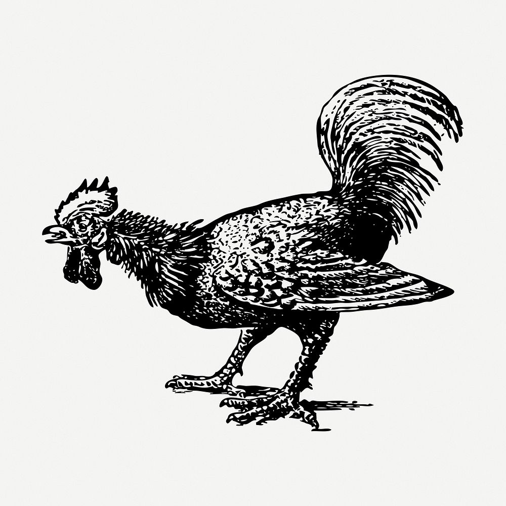 Rooster, chicken drawing, illustration psd. Free public domain CC0 image.