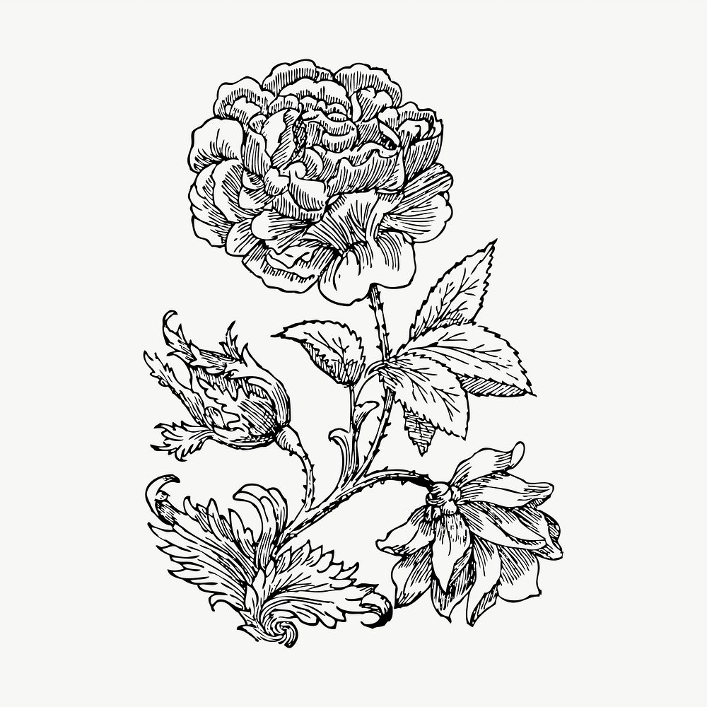 Wild rose drawing, illustration vector. Free public domain CC0 image.