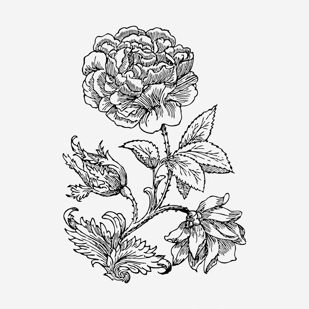 Wild rose drawing, illustration. Free public domain CC0 image.