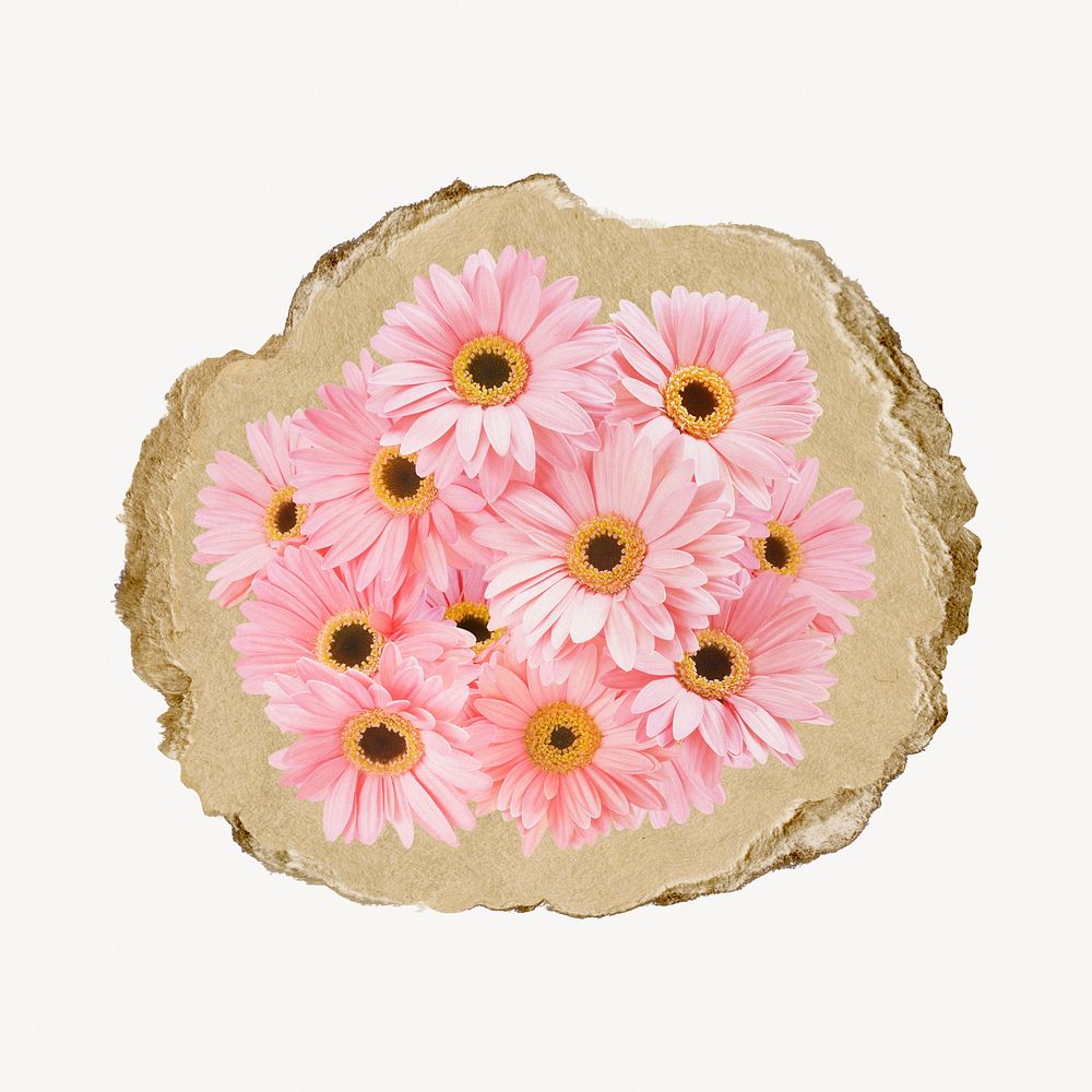 Pink daisy flowers, ripped paper collage element