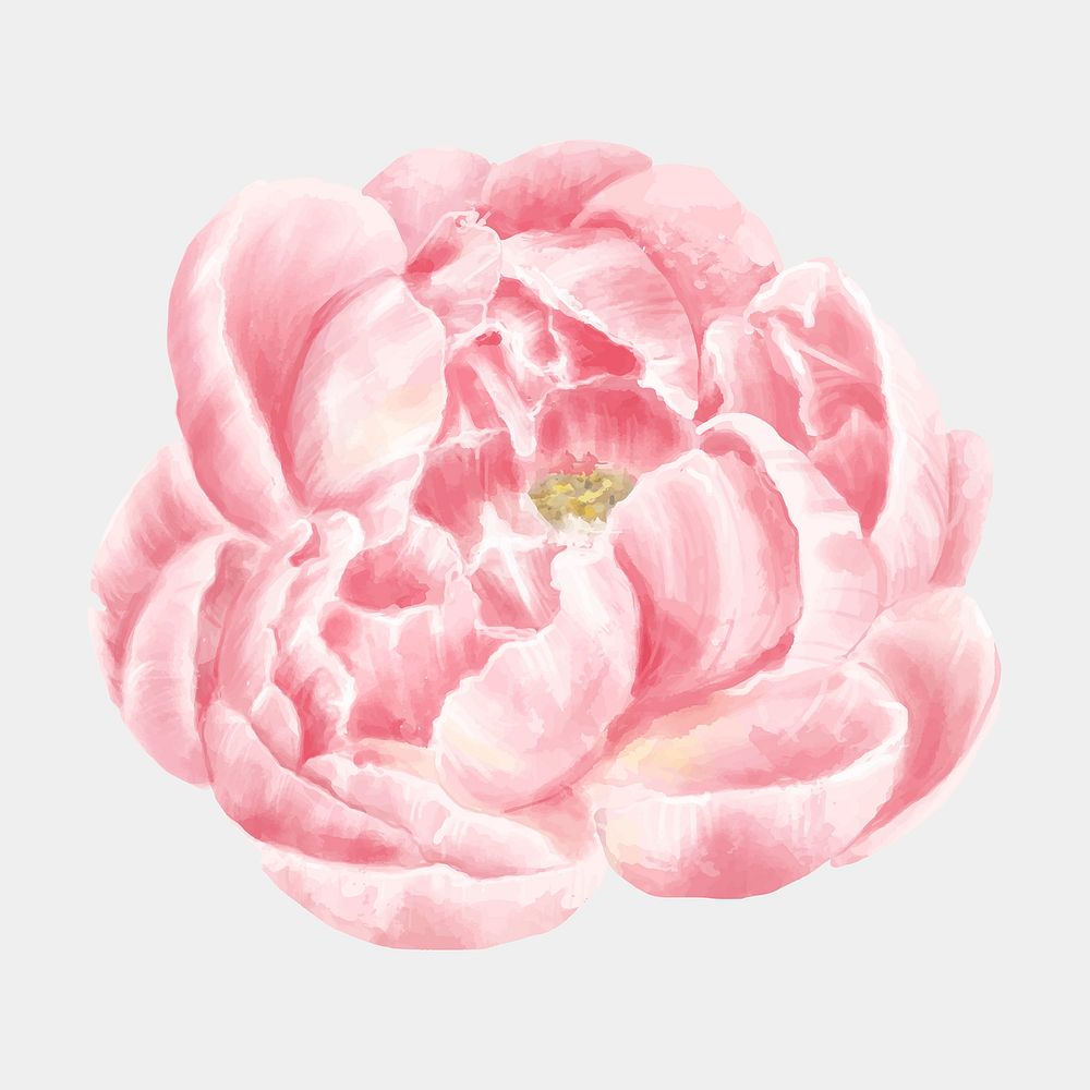 Watercolor peony flower floral drawing clipart