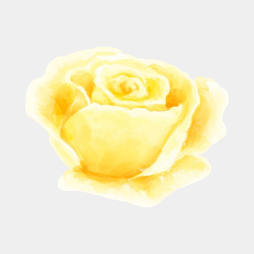 Watercolor yellow rose floral drawing clipart