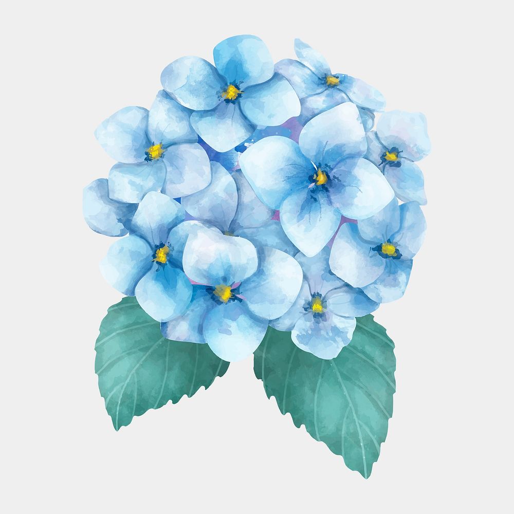 Watercolor hydrangea flower floral drawing clipart