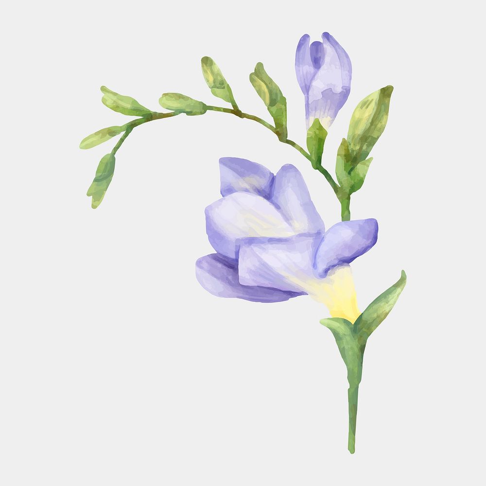 Blooming flower psd watercolor drawing botanical clipart