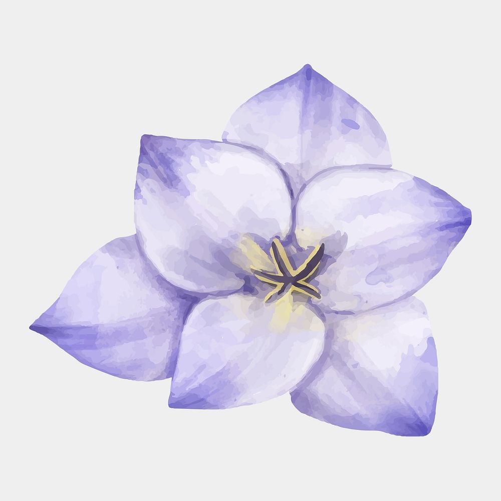 Purple freesia flower blooming watercolor drawing