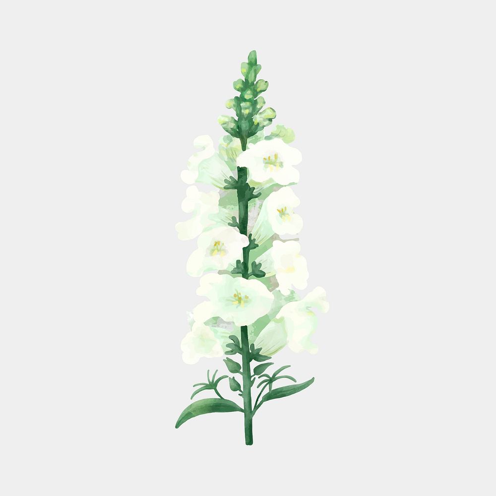 Blooming white flower psd watercolor clipart