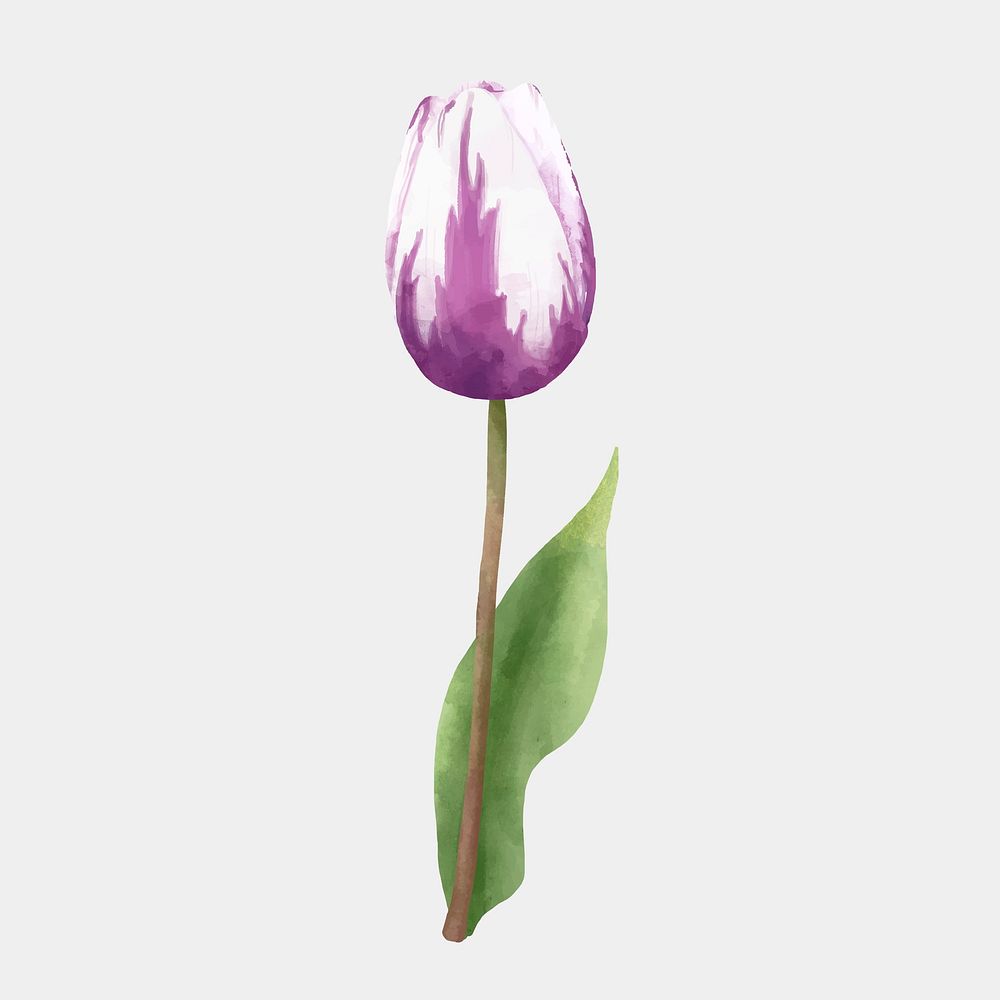 Blooming tulip psd watercolor drawing clipart