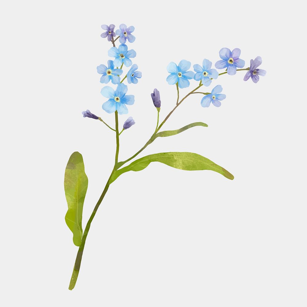 Forget me not flower vector floral clipart