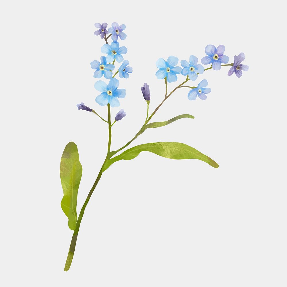 Forget me no flower psd watercolor clipart