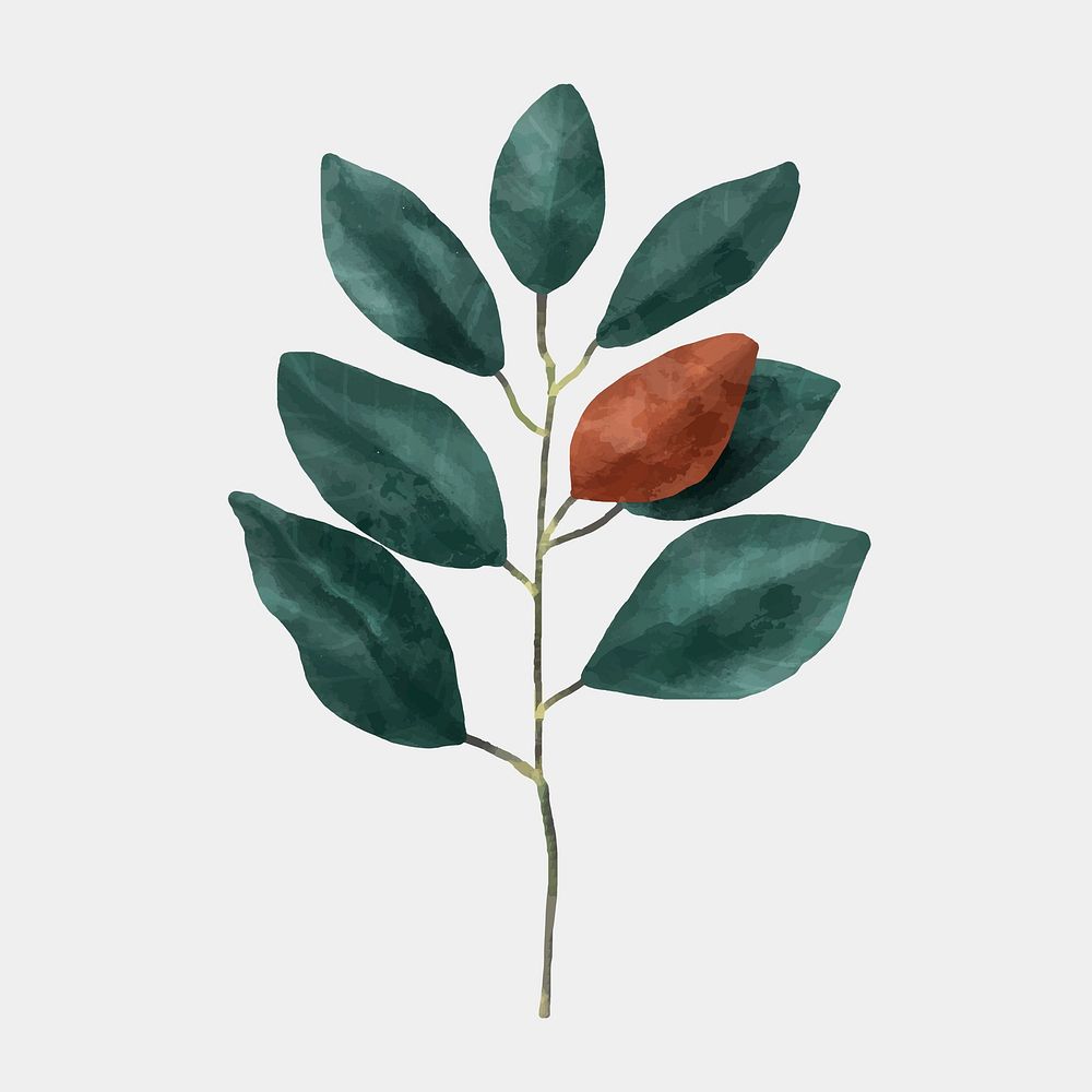 Watercolor magnolia leaf psd vintage drawing clipart