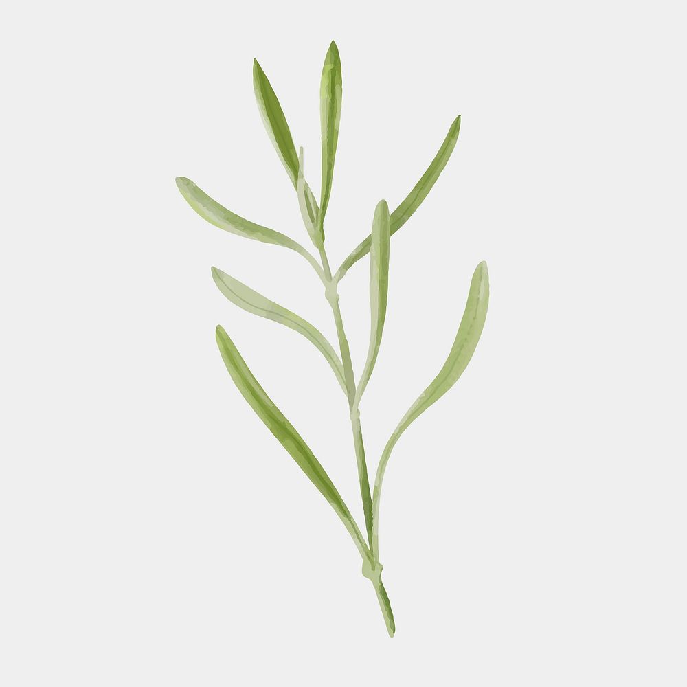 Painting green sprig vector watercolor illustration