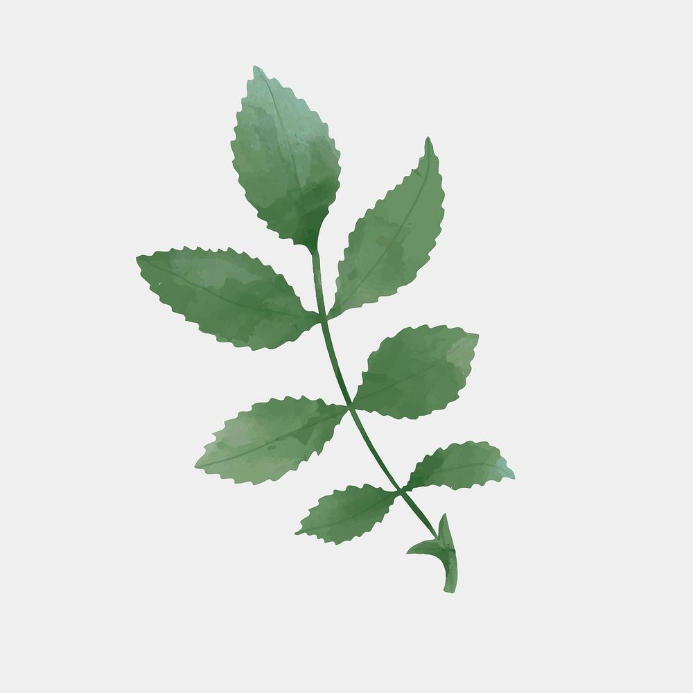 Green leaf hand drawn vector botanical illustration