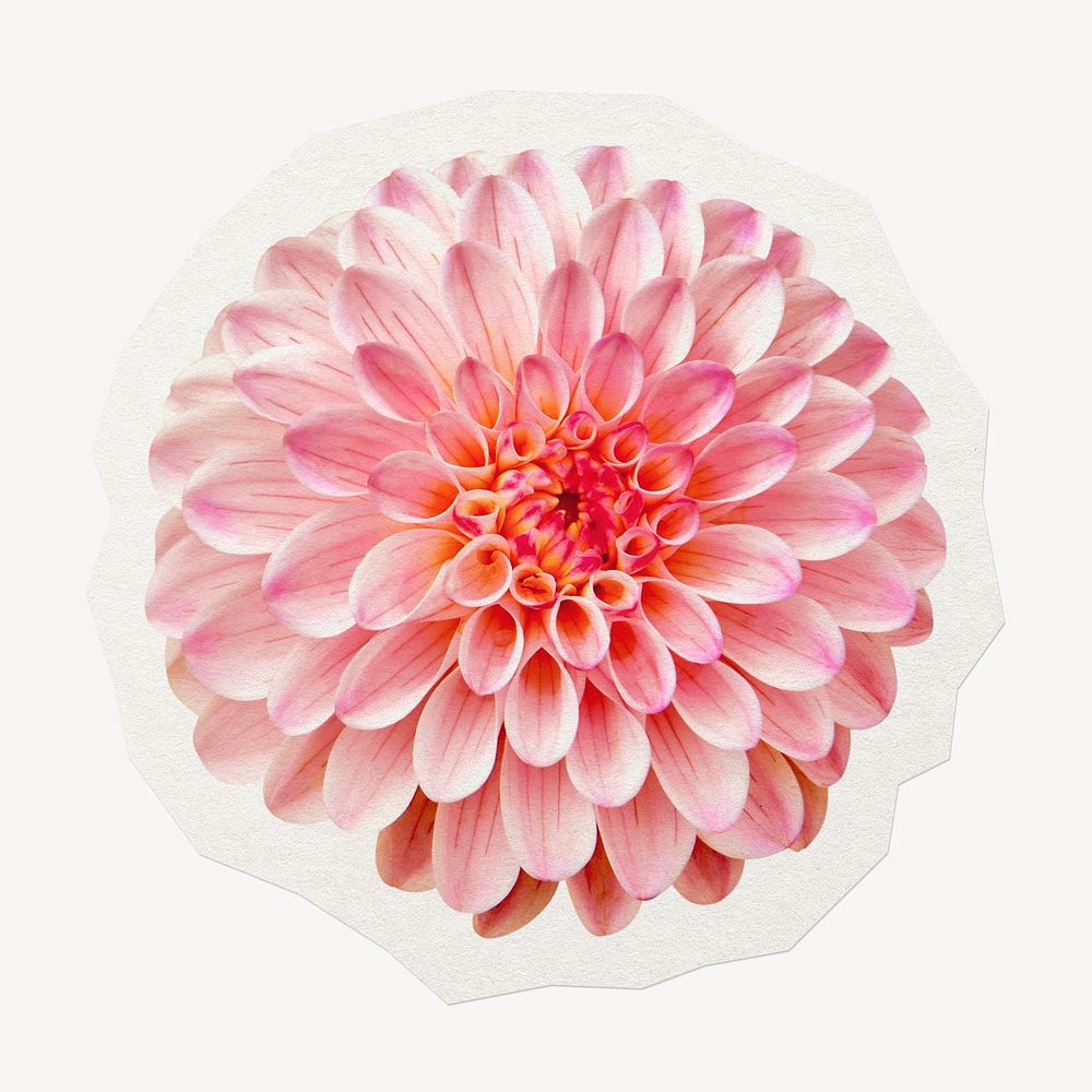 Flower bloom sticker, pink ball dahlia