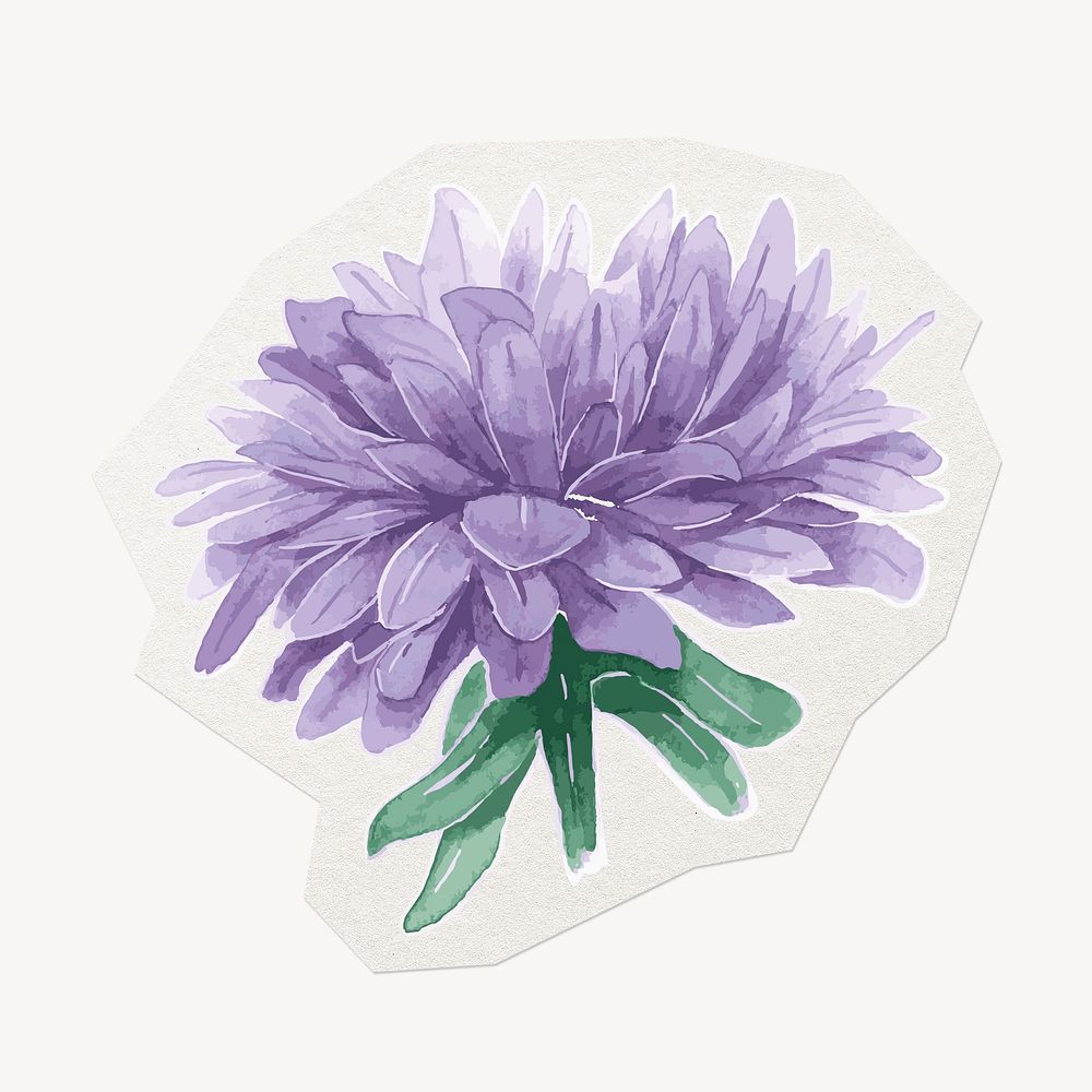 Purple chrysanthemum flower, watercolor illustration