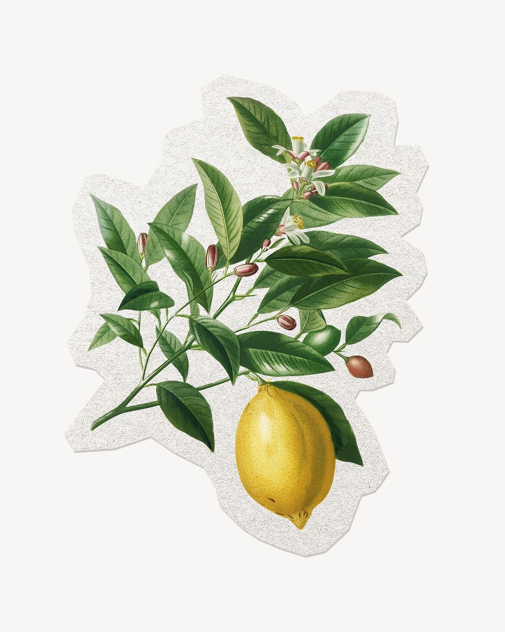 Lemon illustration sticker, vintage fruit collage element