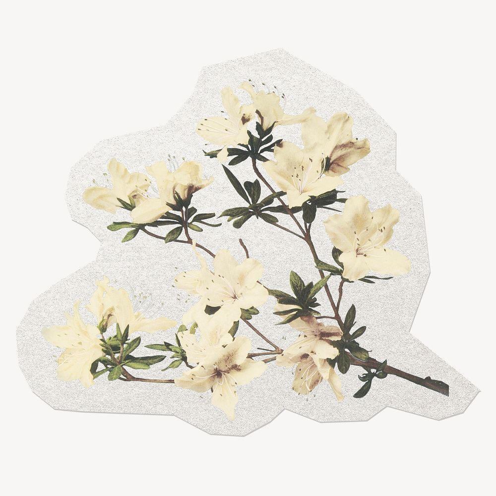White flower sticker, botanical illustration