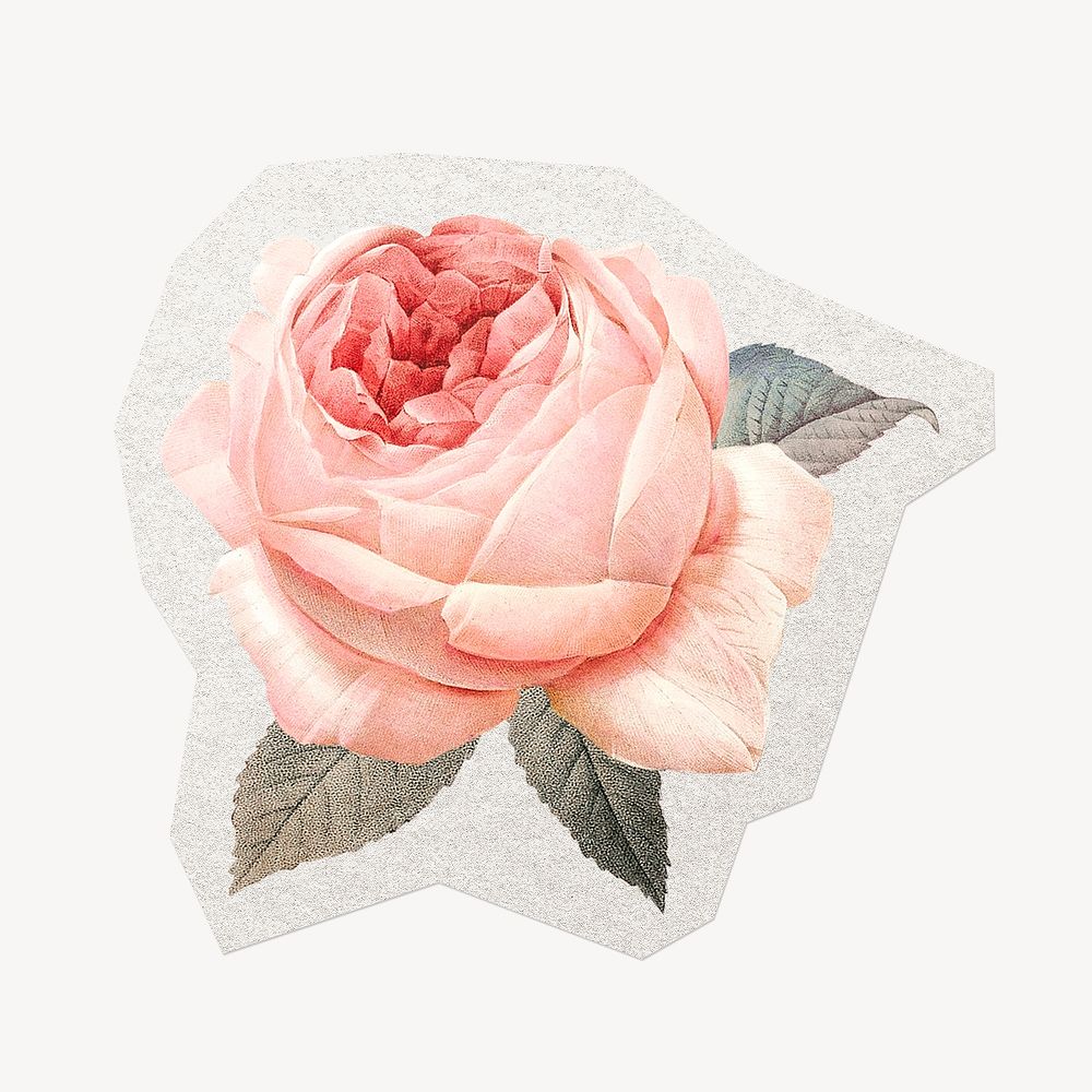 Pink rose flower, watercolor illustration