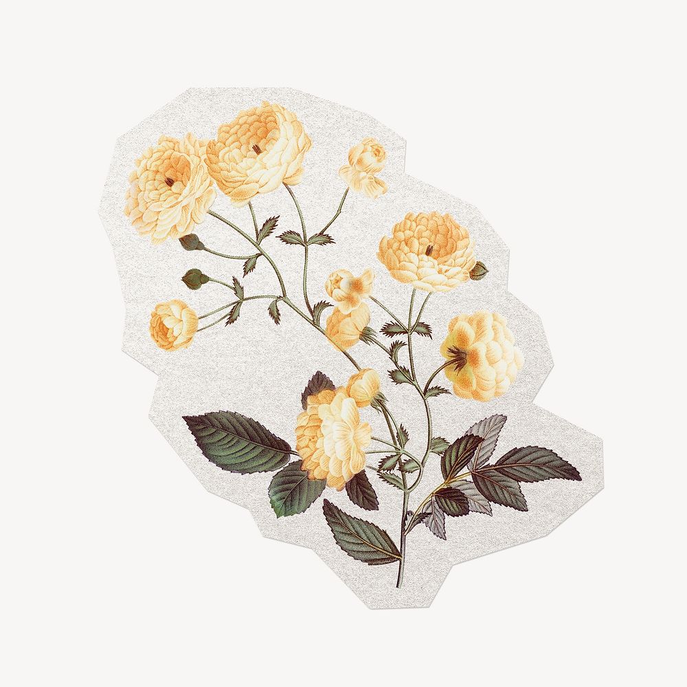 White rose flower sticker, watercolor illustration