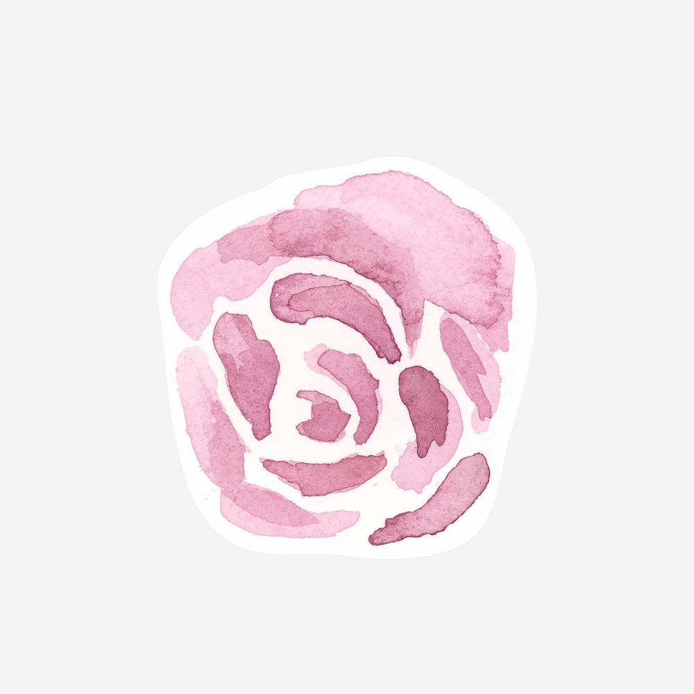 Classic pink rose vector hand drawn watercolor flower