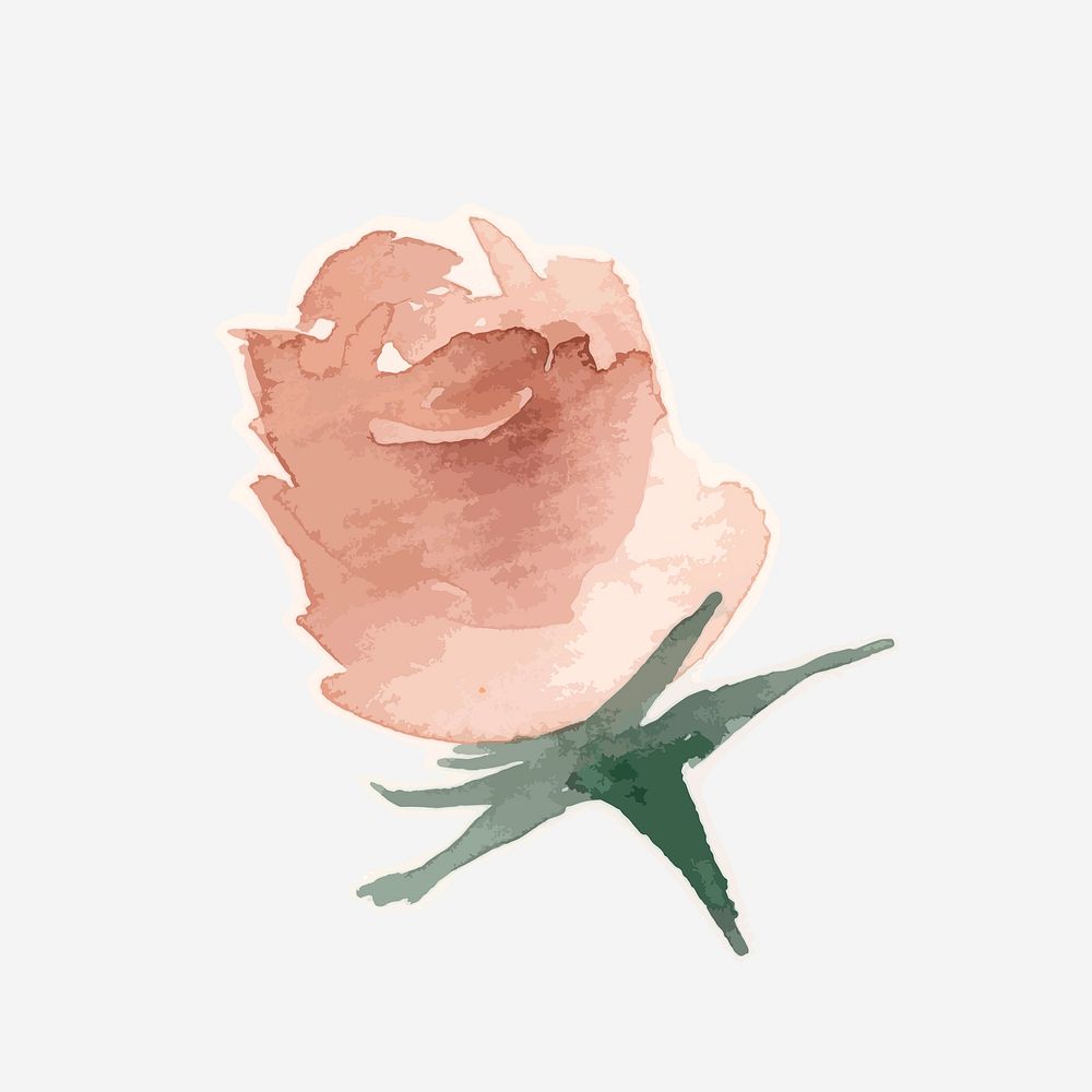 Classic pink rose hand drawn watercolor flower