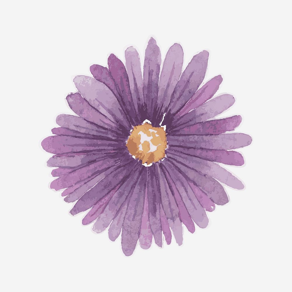Classic purple aster hand drawn watercolor flower