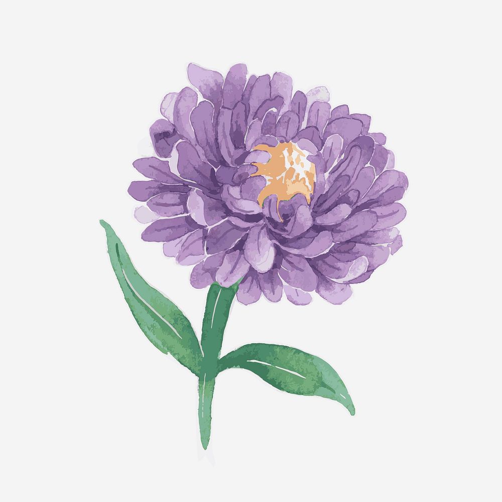 Classic purple daisy hand drawn watercolor flower