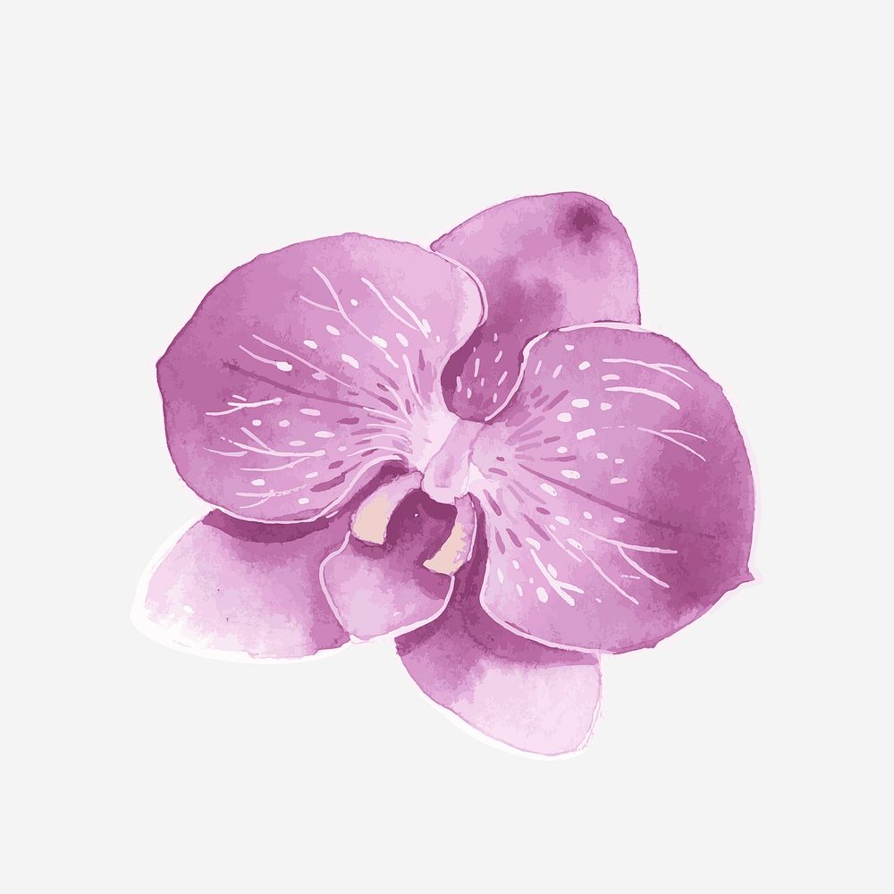 Classic purple orchid hand drawn watercolor flower