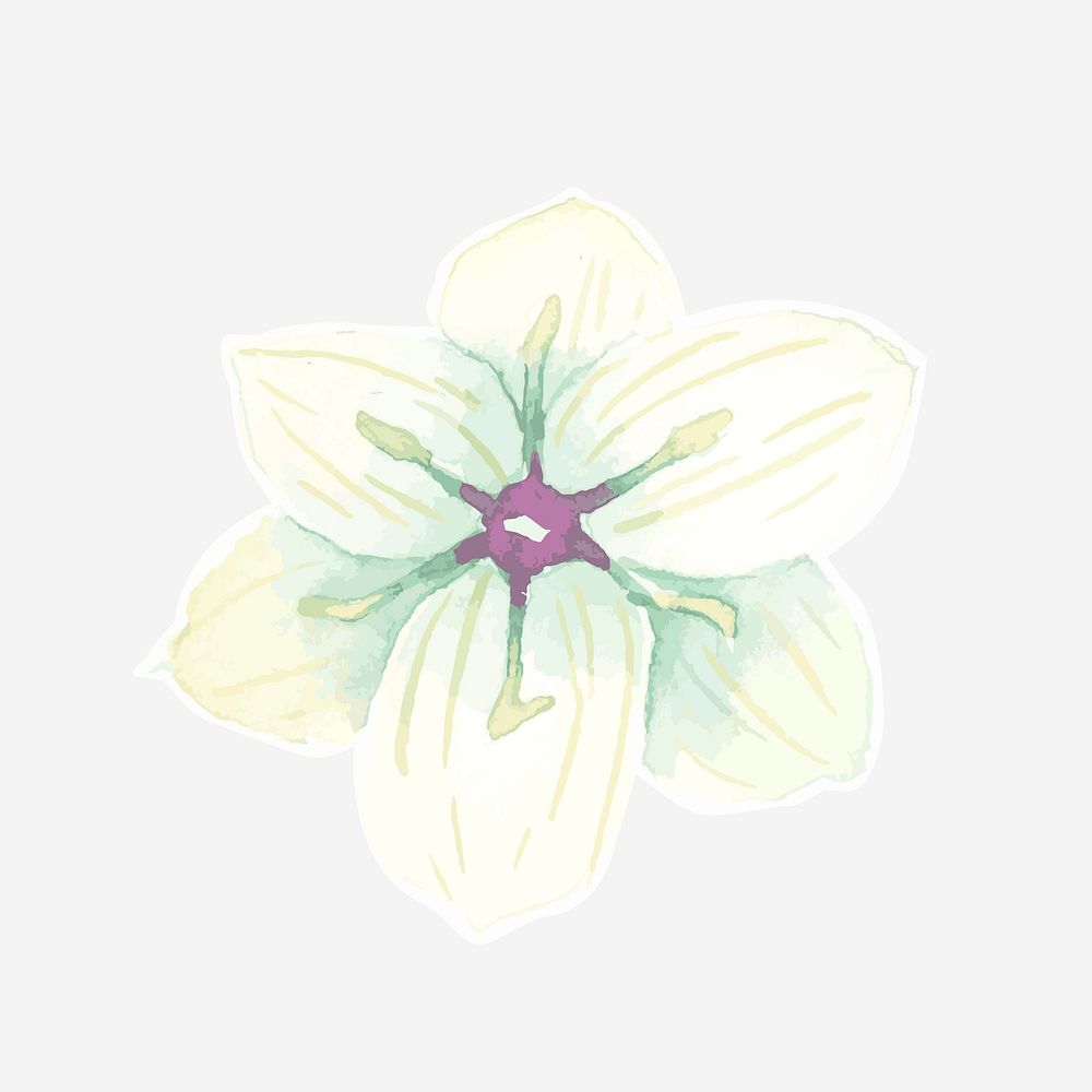 Classic white orchid hand drawn watercolor flower
