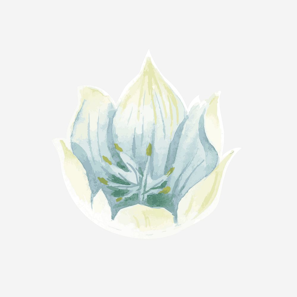 Classic white lily hand drawn watercolor flower