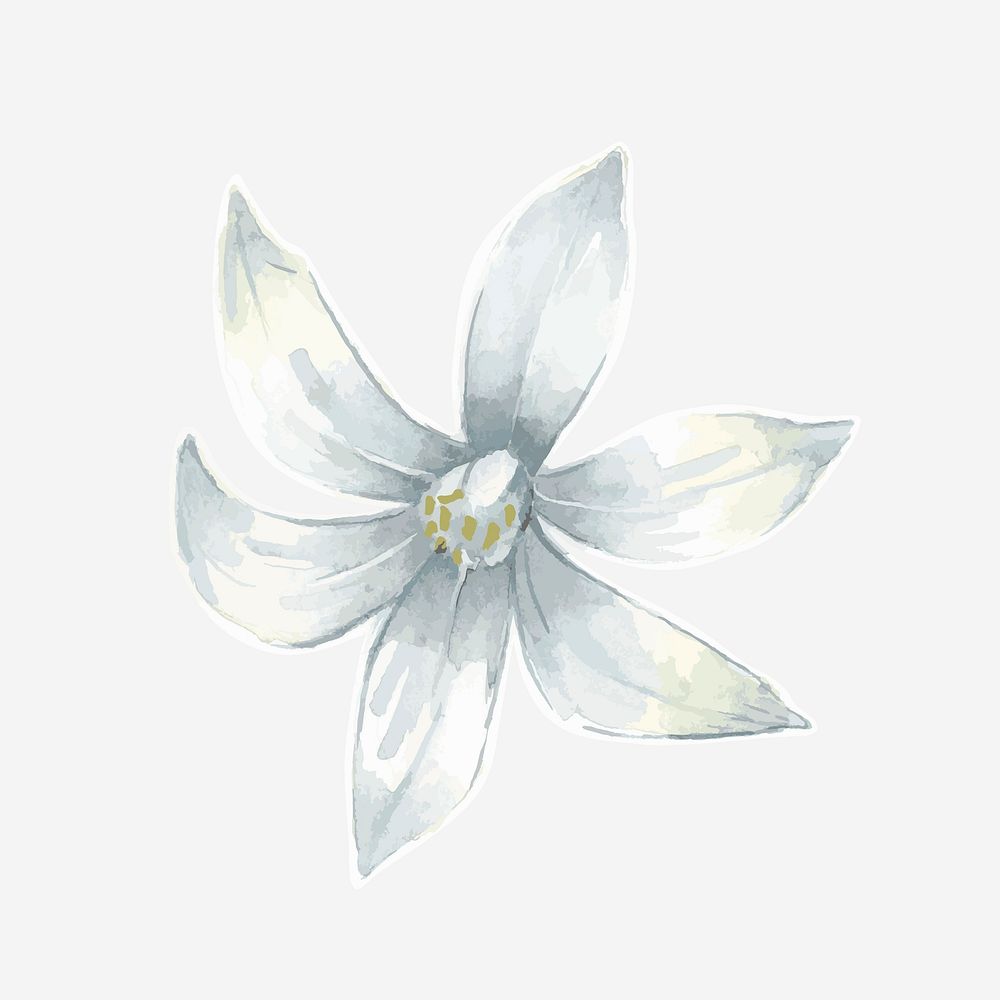 Beautiful white lily hand drawn watercolor flower