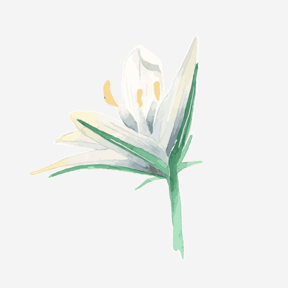 Classic white lily plant hand drawn watercolor flower