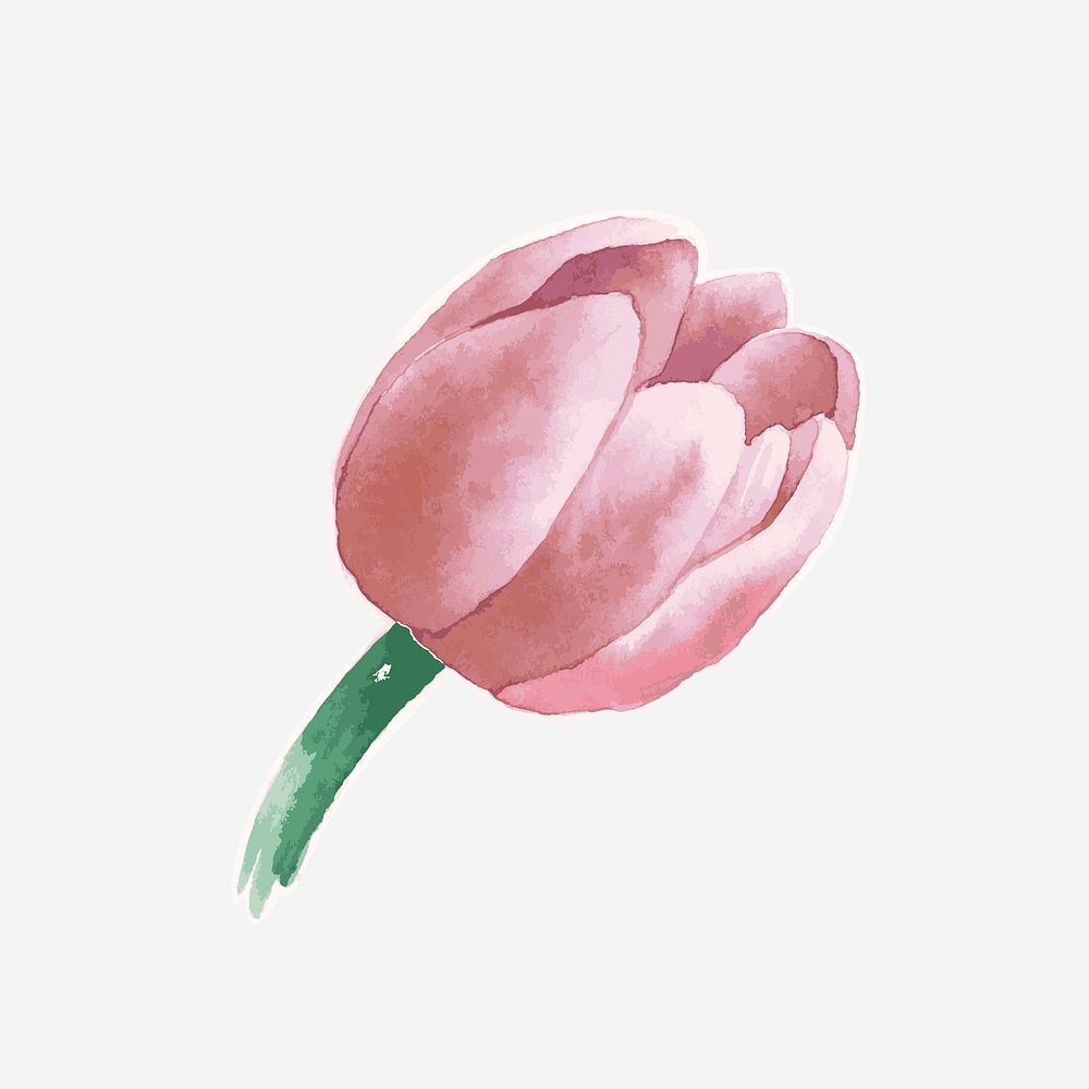 Classic pink tulip hand drawn watercolor flower