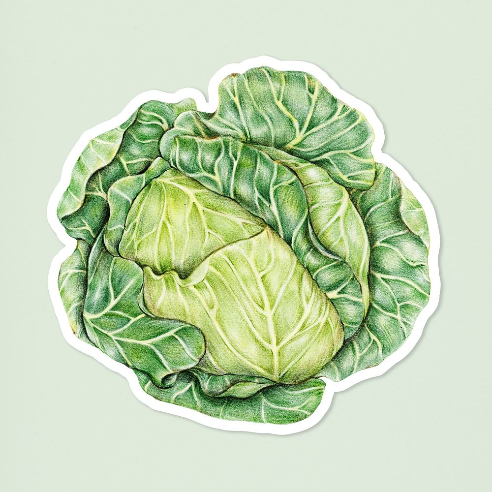 Green cabbage vegetable illustration psd hand drawn