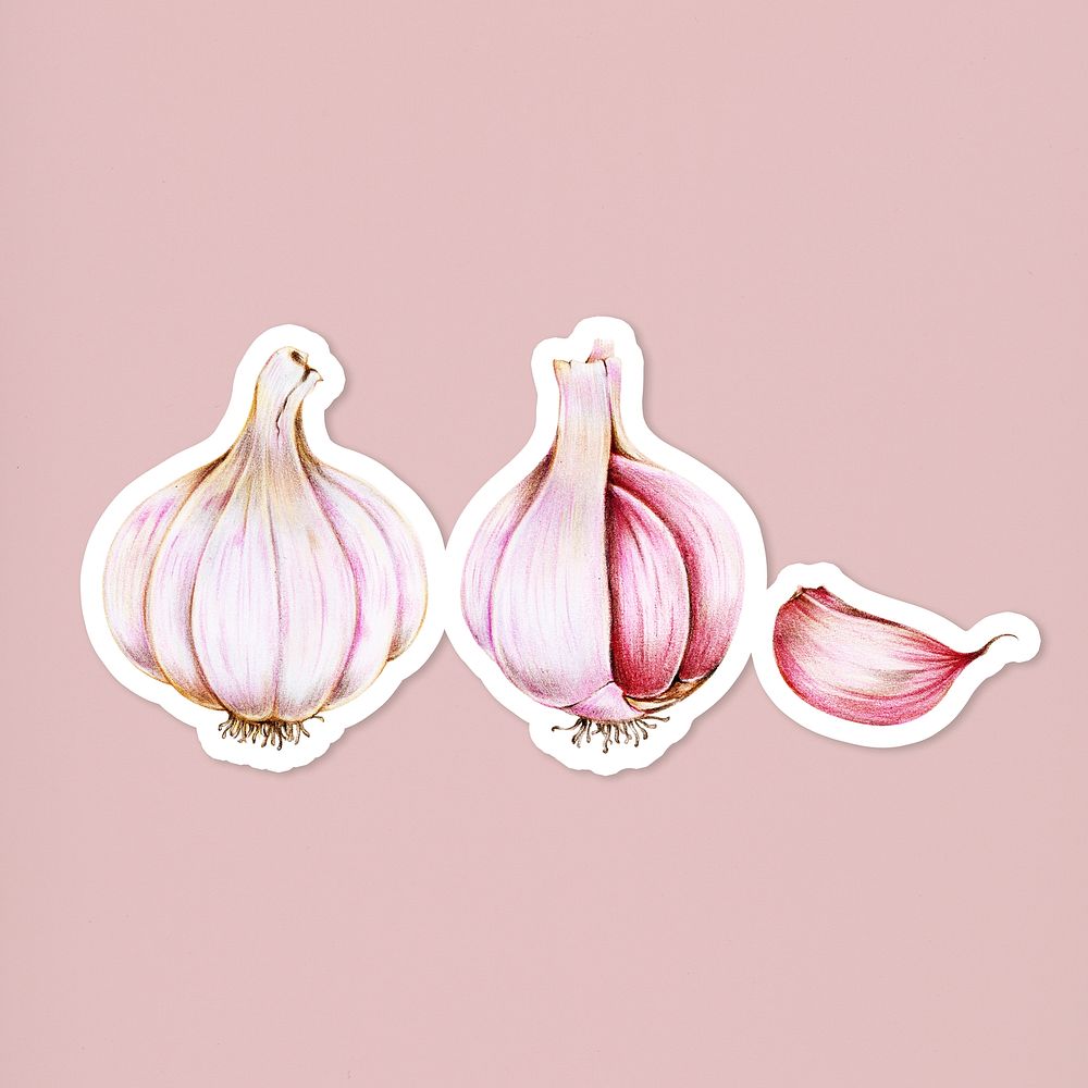 Garlic sticker psd organic botanical illustration