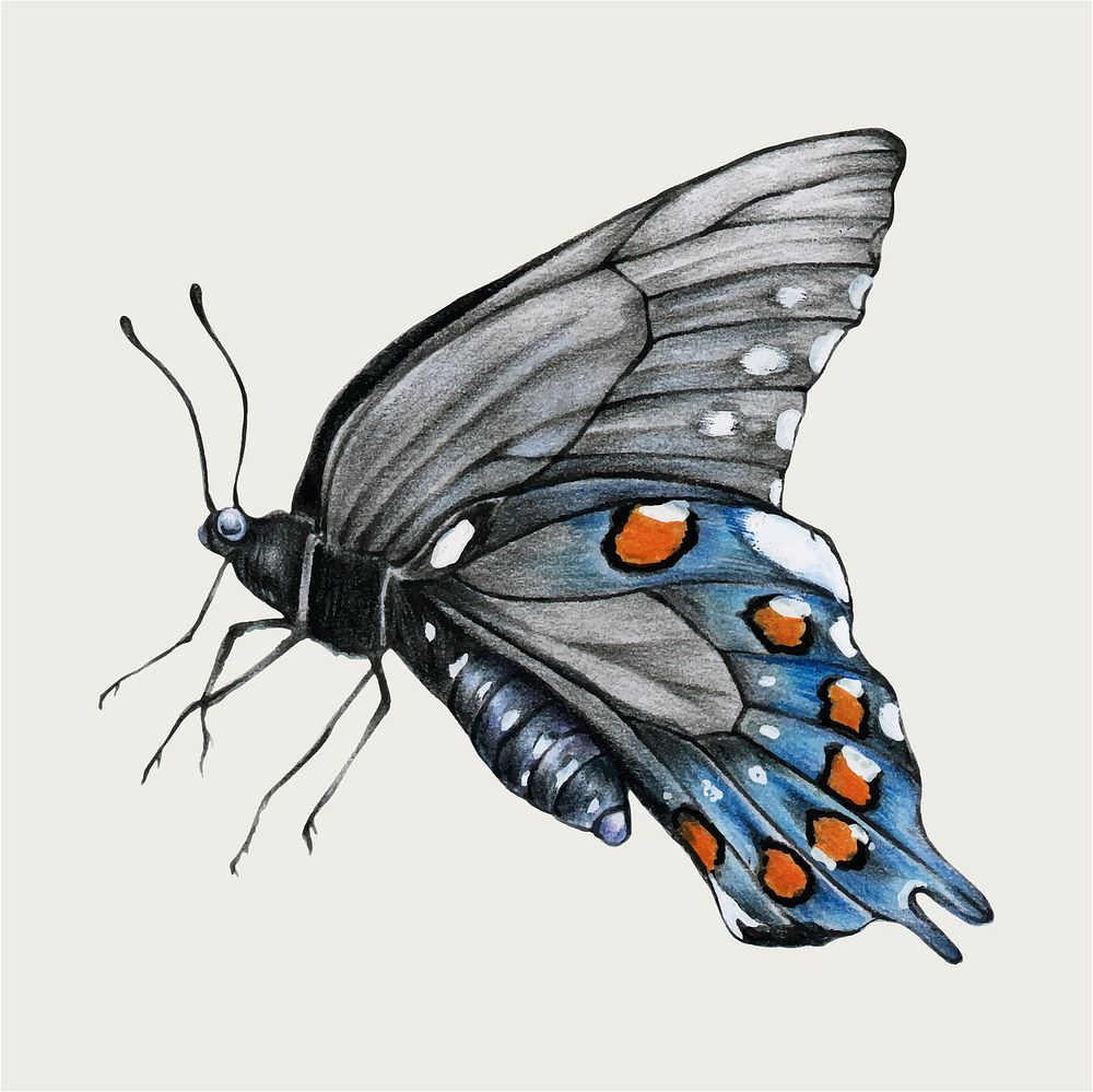 Blue butterfly vintage vector hand-drawn vector