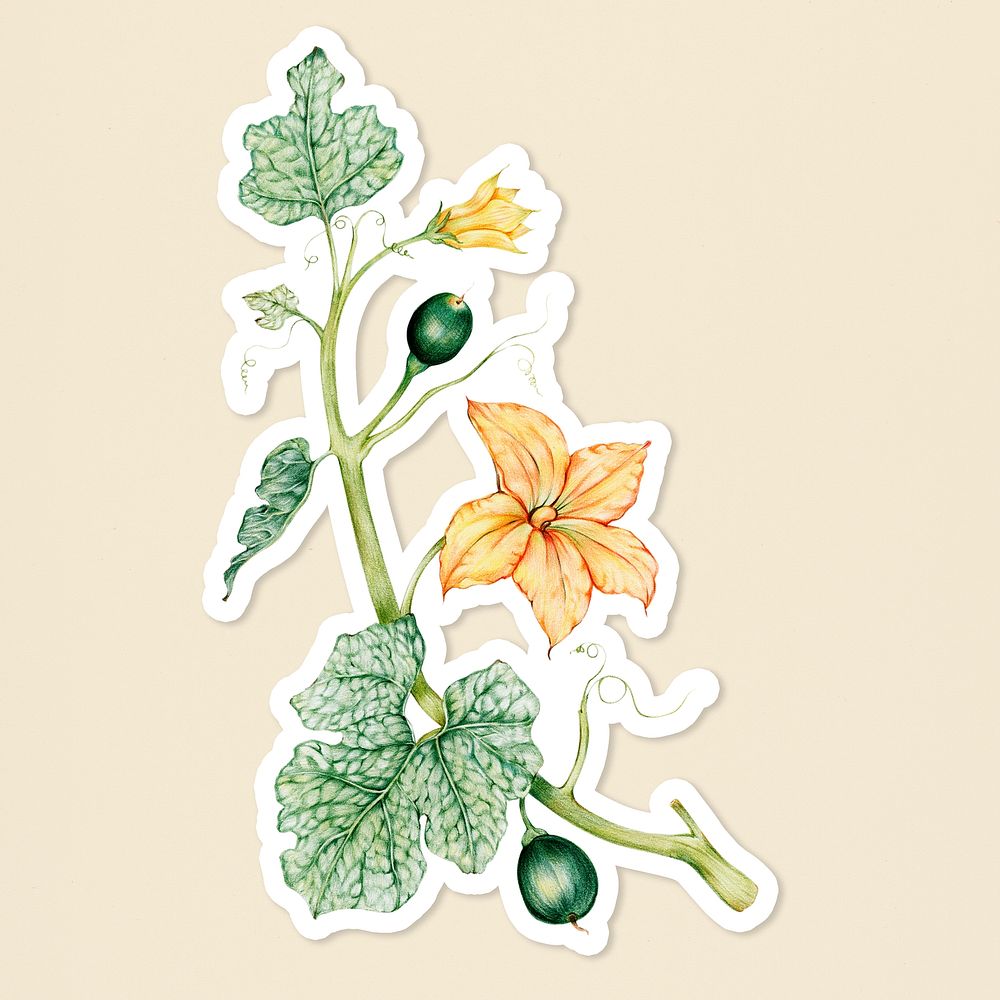 Blooming pumpkin flower psd botanical illustration