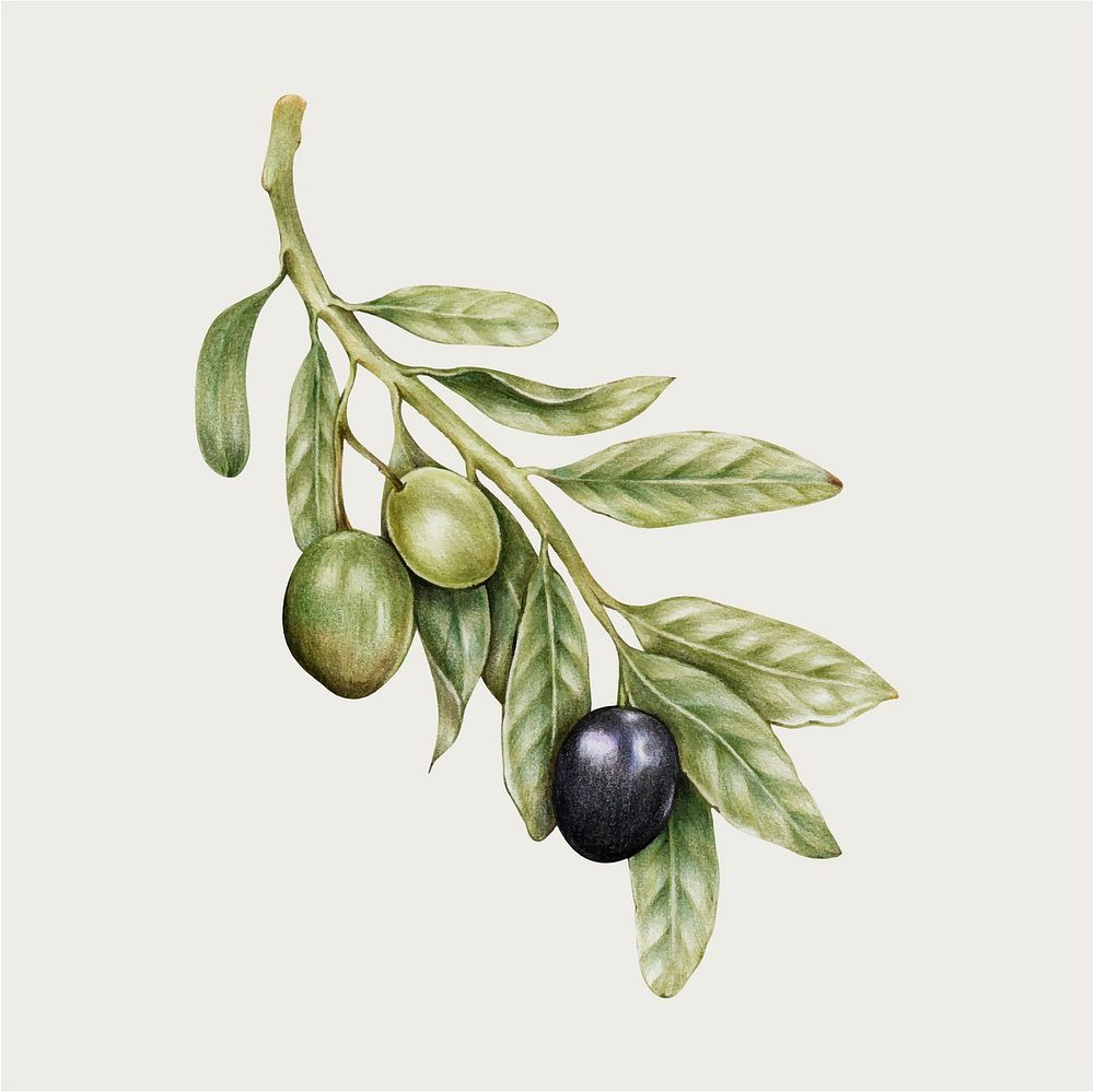 Fresh olive illustration vector hand-drawn