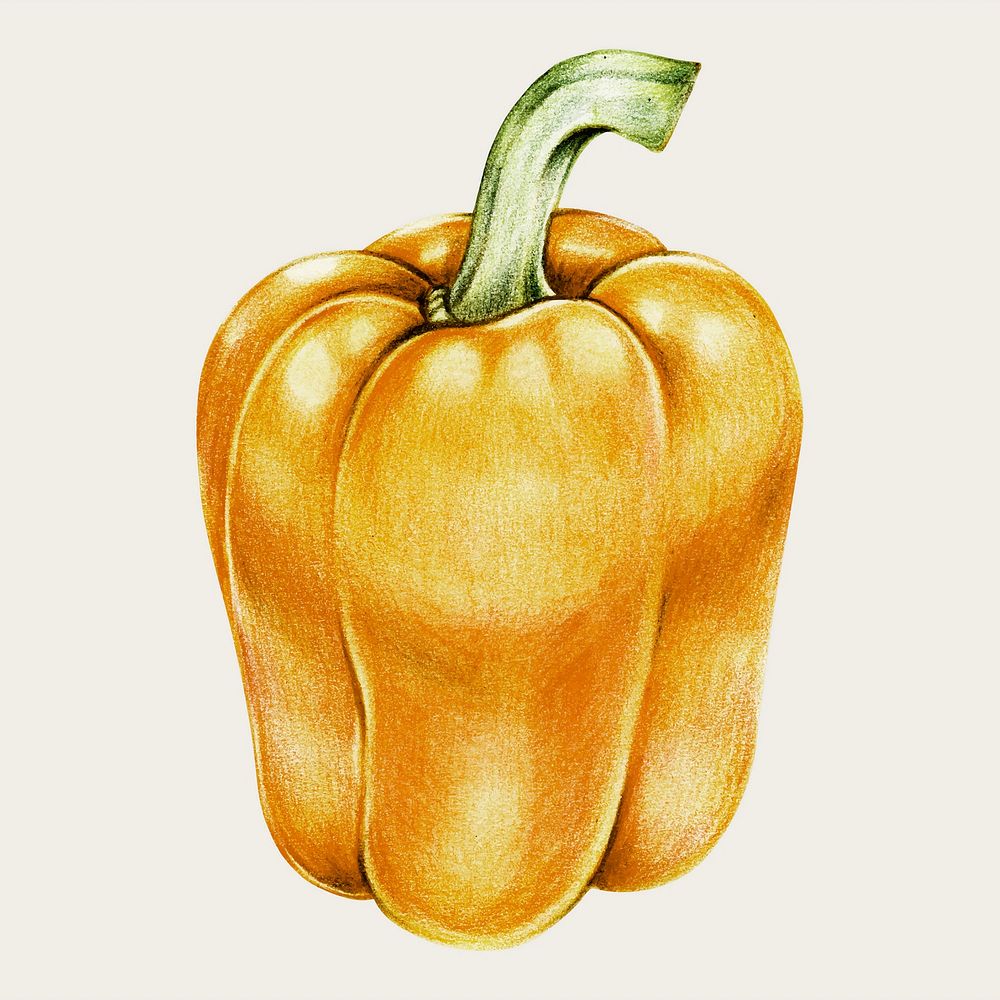 Yellow bell pepper vintage vector hand-drawn