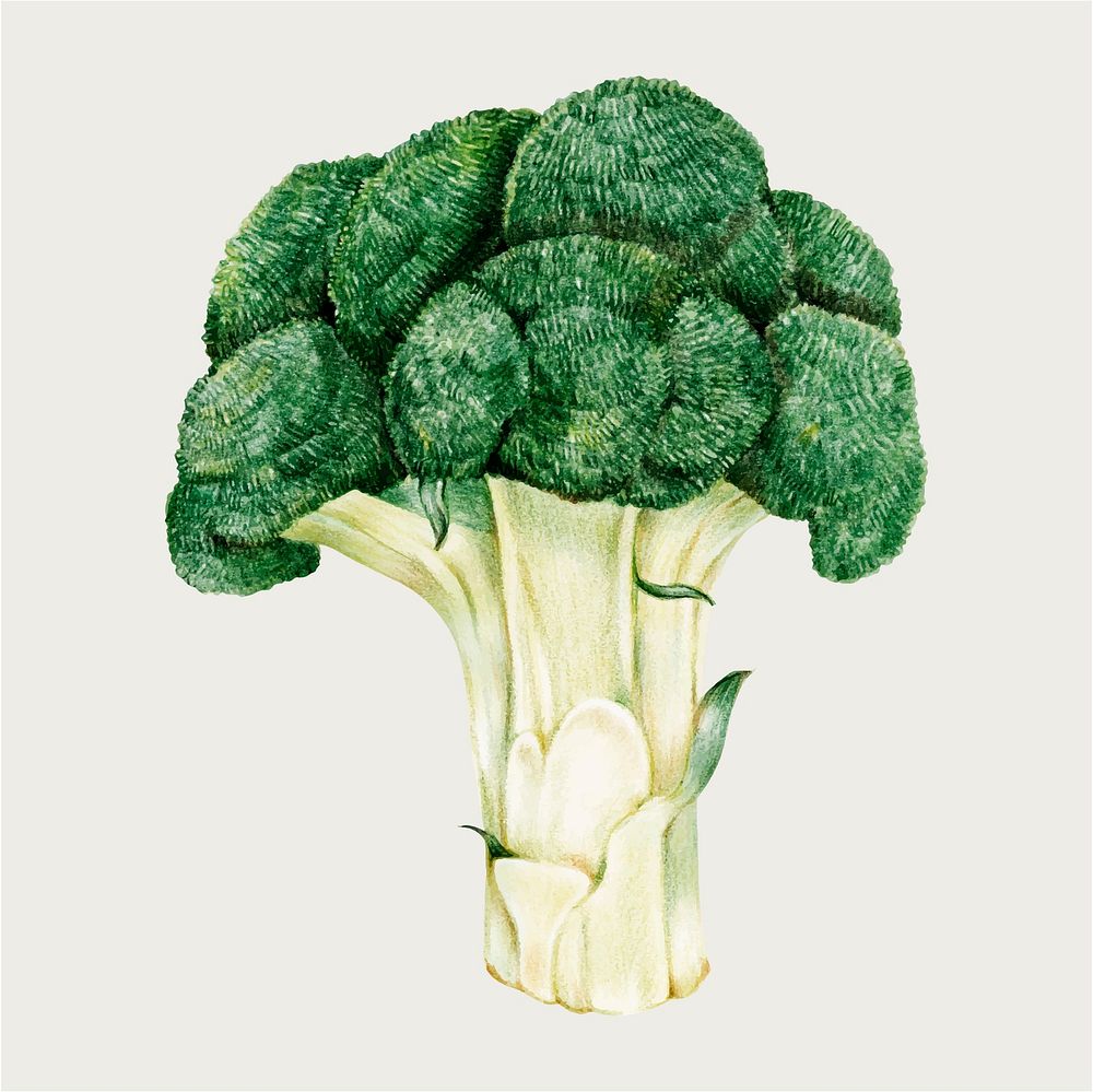 Fresh broccoli vintage vector hand-drawn