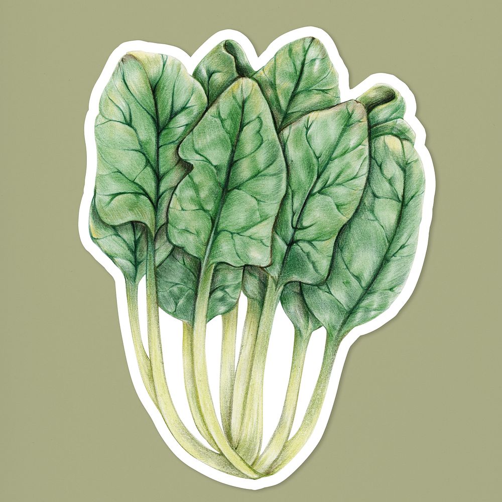 Organic green Swiss chard psd vegetable drawing illustration