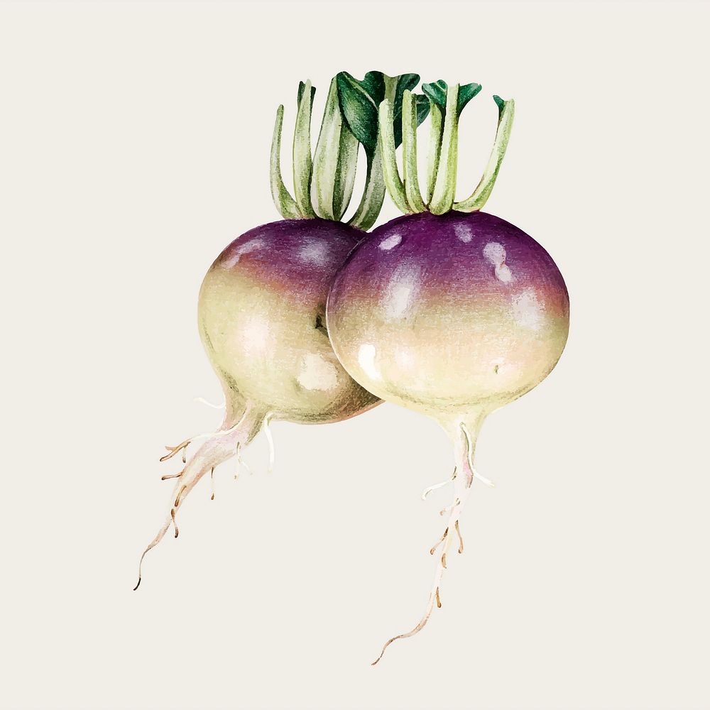 Turnip vegetable vintage vector hand-drawn