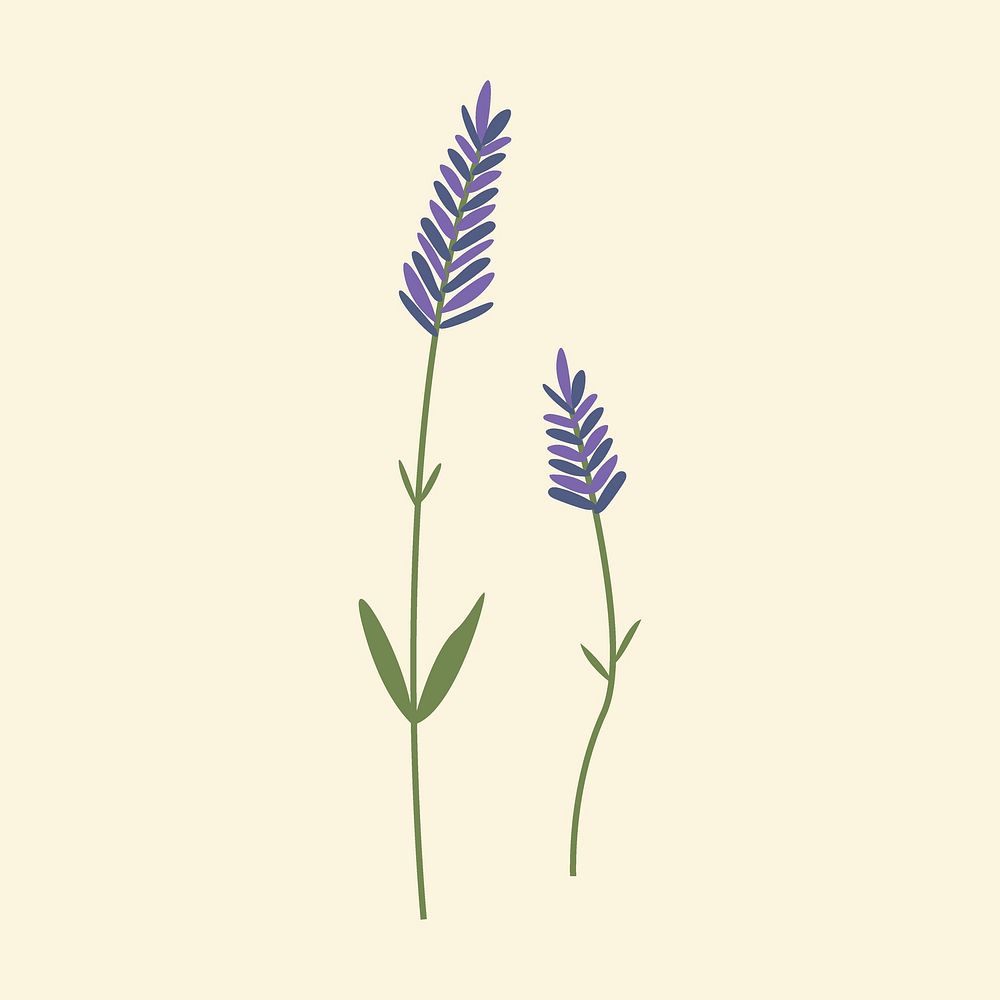 Lavender minimal wildflower illustration