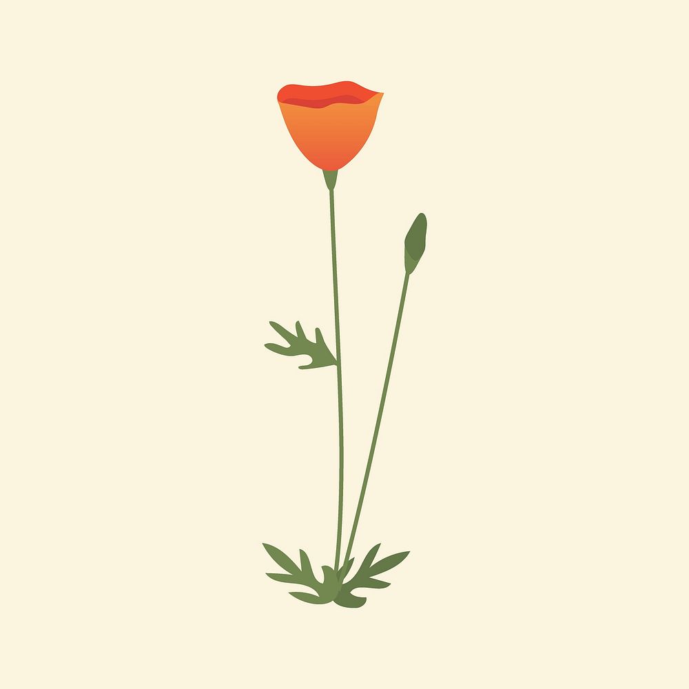 Orange poppy flower minimal illustration